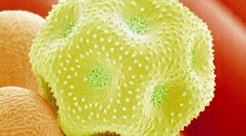 Timeline: Pollen monitor