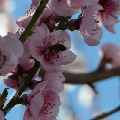 Timeline: STUDIES - COURSES