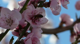 Timeline: STUDIES - COURSES