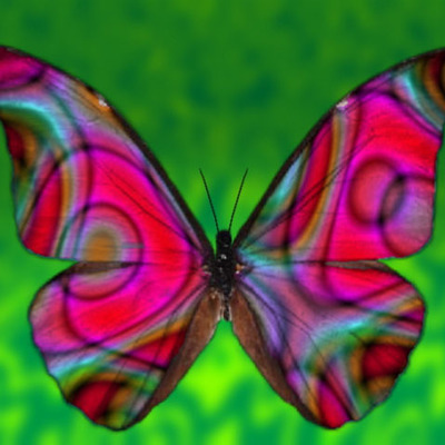 Timeline: Metamorphosis of a Butterfly