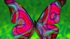 Timeline: Metamorphosis of a Butterfly