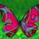 10 butterfly2