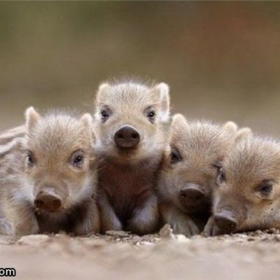 Timeline: Pigstory: My Pig History