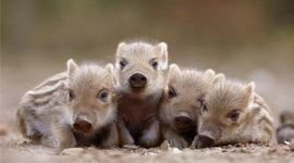 Timeline: Pigstory: My Pig History