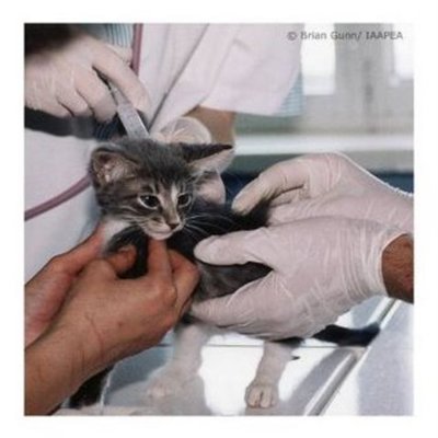 Timeline: Animal Testing