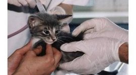 Timeline: Animal Testing