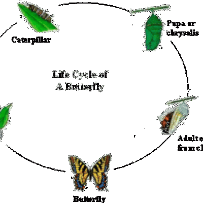 Timeline: From Egg to Monarch Butterfly