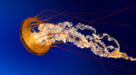Timeline: The jellyfish was invented by God after water was created :)