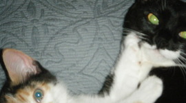 Timeline: Maiden and Dio june 14 2012