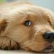 Golden retriever puppy3