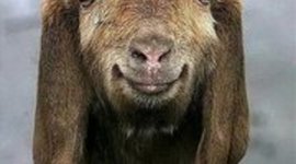 Timeline: Blue Group Ds Civil Rights time line