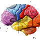 Brain