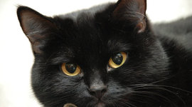 Timeline: Кошки