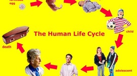 Timeline: cycle of life