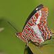 250px charaxes brutus natalensis