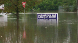 Timeline: Progres of Iowa City Animal Shelter