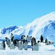 Penguins in antarctica