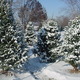 Christmas 20trees 20in 20snow2 1  1