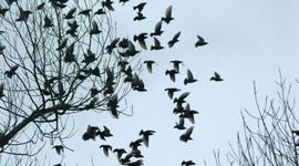 Timeline: Being Bored is for the Birds