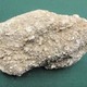 Fossil
