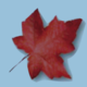 Maple leaf