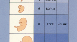 Timeline: MA 11.1: Growth and Development