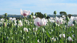 Timeline: Quing Dynasty & the opium wars