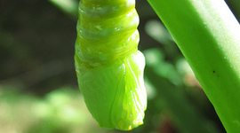 Timeline: Metamorphosis of a Monarch Caterpillar