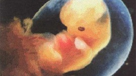 Timeline: Trimester 1