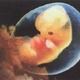 Embryo71
