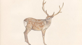 Timeline: Mis logros.