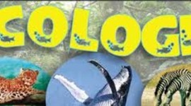 Timeline: LINEA DEL TIEMPO