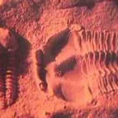 Timeline: Dinosaurs Timeline