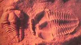 Timeline: Dinosaurs Timeline