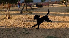 Timeline: TAA/AAA Antecedentes e Historia