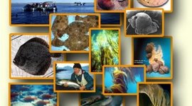 Timeline: DESCRIPCIÓN DE INSTITUCIONES Y SECTORES INVOLUCRADOS EN LA FORMULACIÓN DE LA POLÍTICO DE LOS RECURSOS HIDROBIOLÓGICO DE GUATEMALA