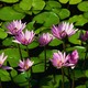 Water lilies