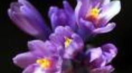 Timeline: Romeo and Juliet Act 1