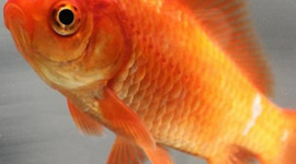 Timeline: The Timeline of Sam