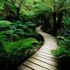 Forest walkway