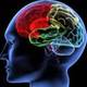 Brain