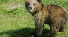 Timeline: Mahhhh Life