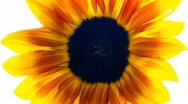 Timeline: Trayectoria laboral