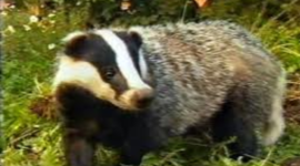 Timeline: Marlfox  Brian Jacues