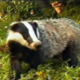 Badger