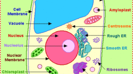 Timeline: The Theory of cells