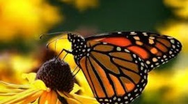 Timeline: The Life Cycle of a Butterfly
