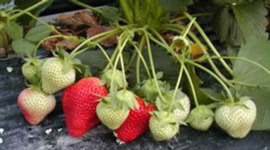 Timeline: Fiona's Strawberry Growth Timeline