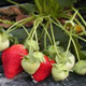 Life cycle of strawberry plants