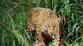 Timeline: The Evolution of Leopards